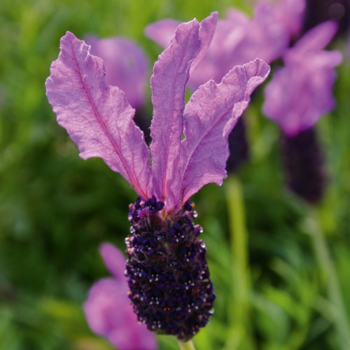 Lavandula stoechas 'Lavita Purple' - Prantsuse lavendel 'Lavita Purple'